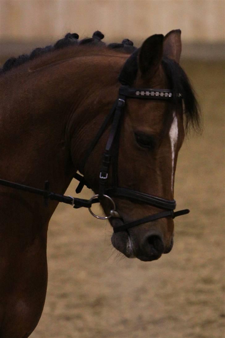 Anden særlig race Ravbjergs Tornado [SOLGT] - fra stævne i fredrikshavn d. 13 og 14. december :) /// Fotograf: Sandra Buus (www.sipo-foto.dk) billede 13