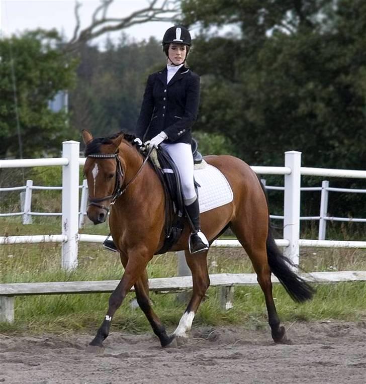 Anden særlig race Ravbjergs Tornado [SOLGT] - :p billede 15