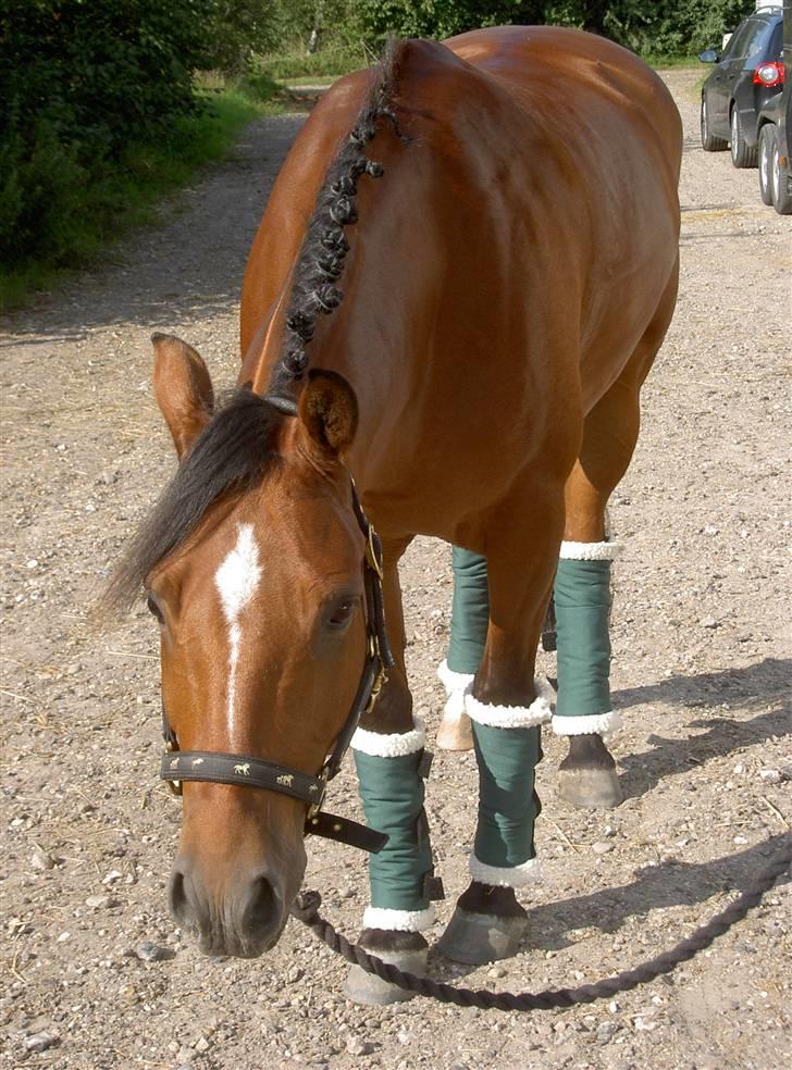 Anden særlig race Ravbjergs Tornado [SOLGT] - Er han ikke bare sød? <333 billede 16