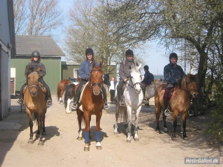 Anden særlig race °º• Frk Smilla •º°- SOLGT billede 12
