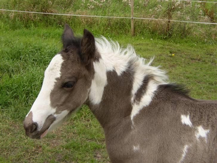 Tinker Noel  billede 1