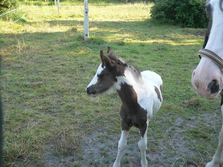 Irish Cob Frydendal's Labhaoise billede 10