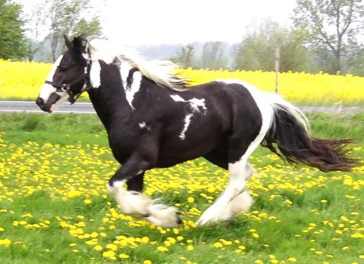 Tinker Noel  billede 2