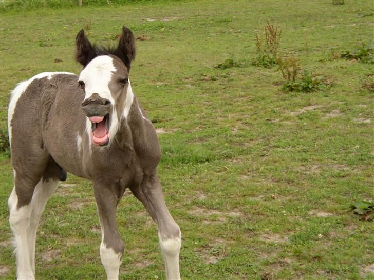 Tinker Noel  - Se jeg har fået tænder. billede 3