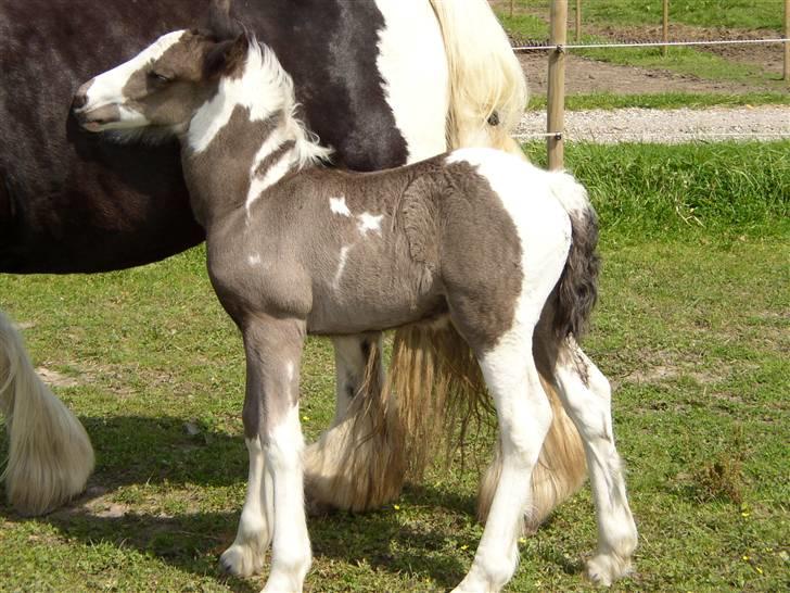 Tinker Noel  billede 4