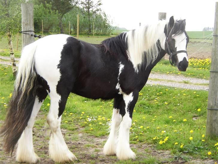 Tinker Noel  billede 5