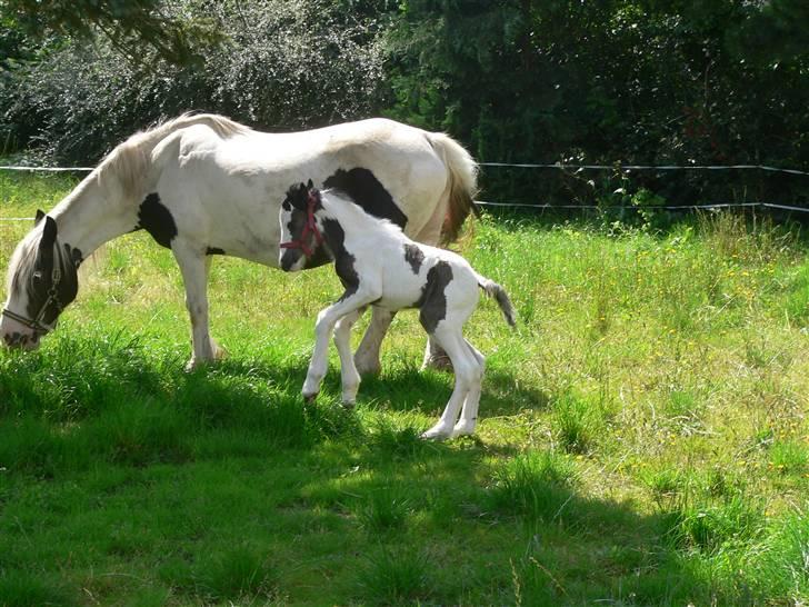 Irish Cob Frydendal's Labhaoise billede 12