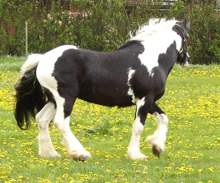 Tinker Noel  billede 6