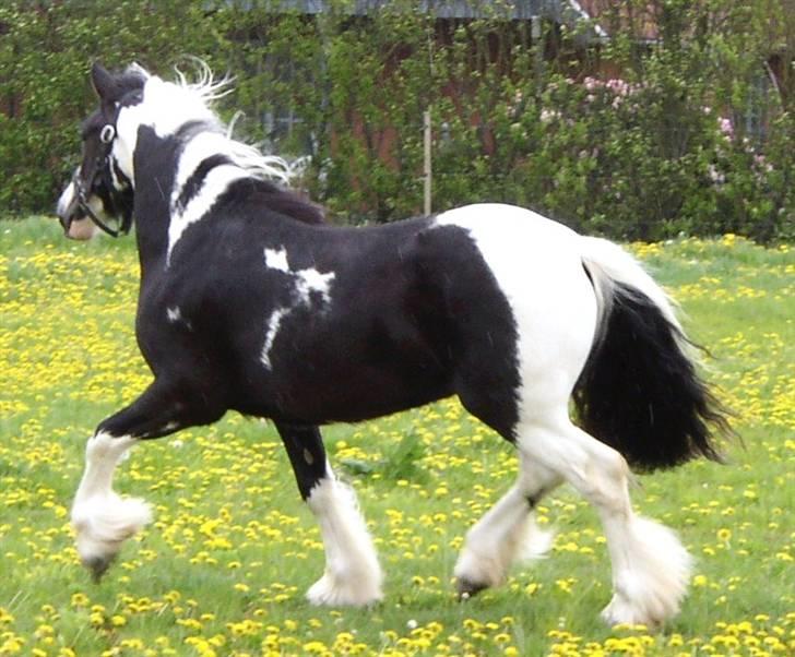 Tinker Noel  billede 7