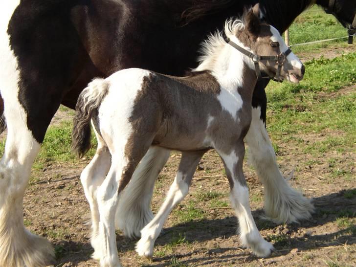 Tinker Noel  billede 8