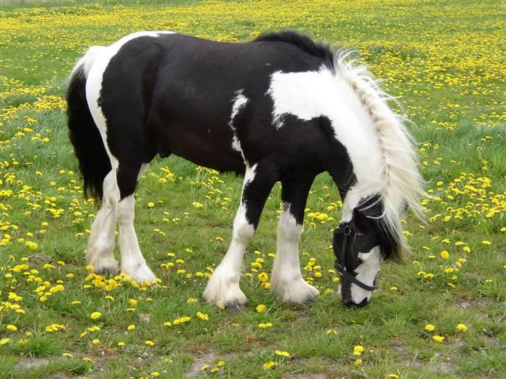 Tinker Noel  billede 9