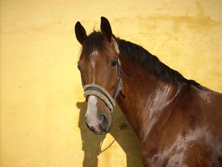 Dansk Varmblod Cocolou Comick ( pensioneret) - Hejsa . . . billede 18