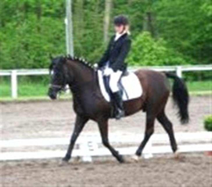 New Forest Olympic Concorde - på dressurbanen til stævne billede 16