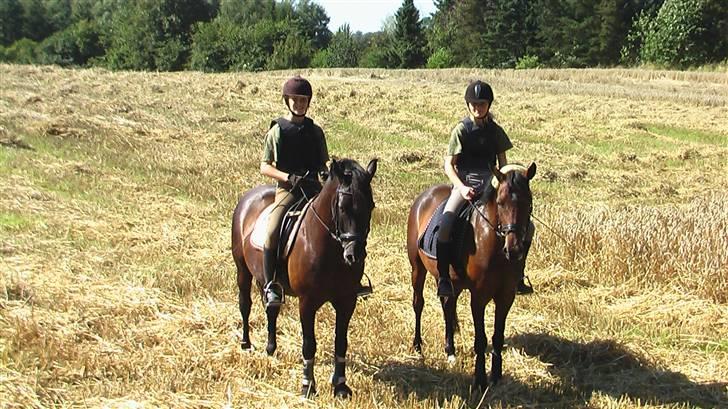 New Forest Olympic Concorde - concorde og hans veninde tara på marken (concorde til venstre) billede 17