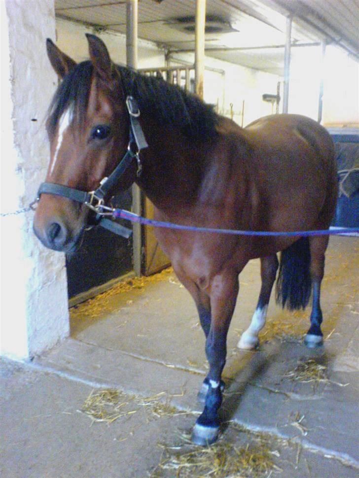 Anden særlig race Ravbjergs Tornado [SOLGT] billede 17