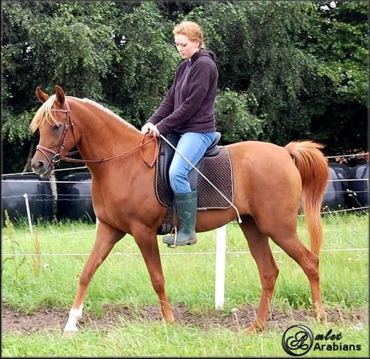 Arabisk fuldblod (OX) Malica´s Lou Lou - SOLGT - Lou Lou og Helle - Juli 2007 billede 4