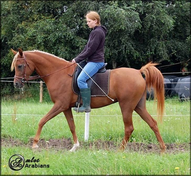 Arabisk fuldblod (OX) Malica´s Lou Lou - SOLGT - Lou Lou og Helle - Juli 2007 billede 5