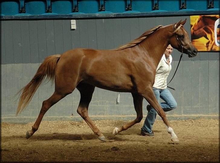 Arabisk fuldblod (OX) Malica´s Lou Lou - SOLGT - Nat.Show - Vilhelmsborg 2007 - Foto: Jani Pedersen billede 6