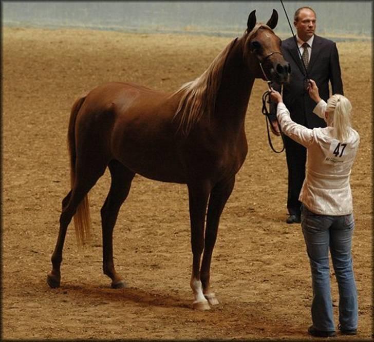 Arabisk fuldblod (OX) Malica´s Lou Lou - SOLGT - Nat.Show - Vilhelmsborg 2007 - Foto: Jani Pedersen billede 7