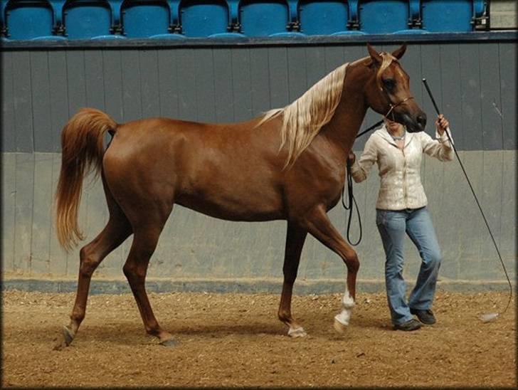 Arabisk fuldblod (OX) Malica´s Lou Lou - SOLGT - Nat.Show - Vilhelmsborg 2007 - Foto: Jani Pedersen billede 8