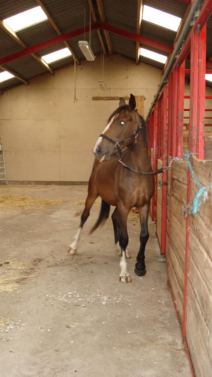 Anden særlig race kia - smuk... billede 7