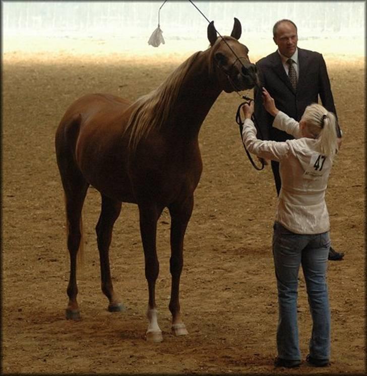 Arabisk fuldblod (OX) Malica´s Lou Lou - SOLGT - Nat.Show - Vilhelmsborg 2007 - Foto: Jani Pedersen billede 9