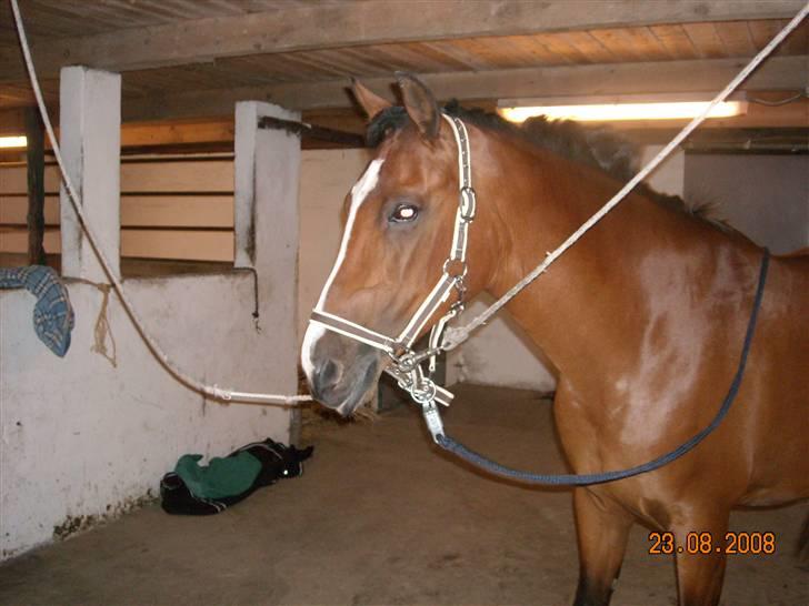 DSP Granelunds Vanity - I know there is something in the wake of your smile. I get a notion from the look in your eyes. You built a love, but that love falls apart. Your little piece og heaven turns too dark. billede 6