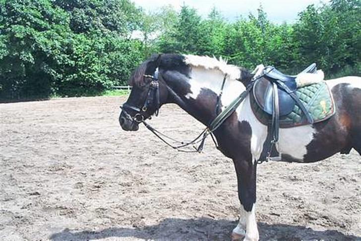 Pinto Solhøj's Mikado [Solgt] - Smukke pony, lige inden jeg skulle ud og ride tur i skoven på ham. billede 4