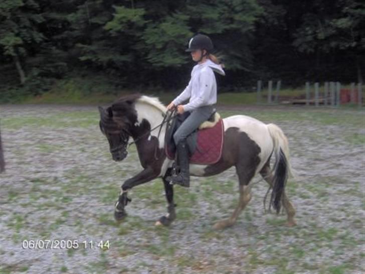 Pinto Solhøj's Mikado [Solgt] - Dressur . hans herlige galop billede 8