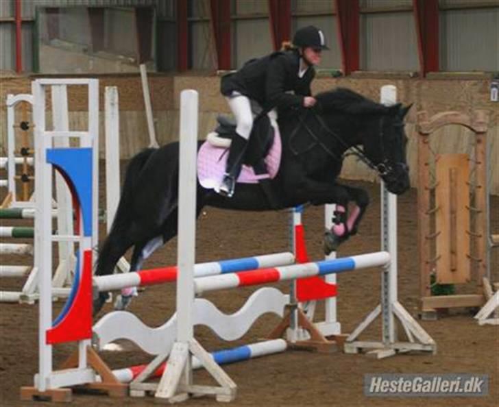 Hollandsk Sportspony Ester <3 Solgt. - 2. tager Elsker det billed og den pony, <3 :D billede 2