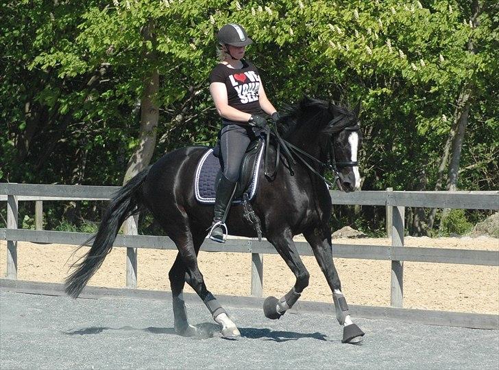 Holstener Prior's Maluta *SOULMATE* R.I.P 15/09/2011 - <3<3<3 billede 2