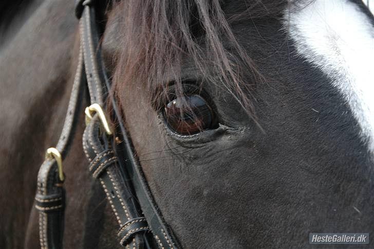 Holstener Prior's Maluta *SOULMATE* R.I.P 15/09/2011 - Fordi du er min soulmate´ <3 billede 3