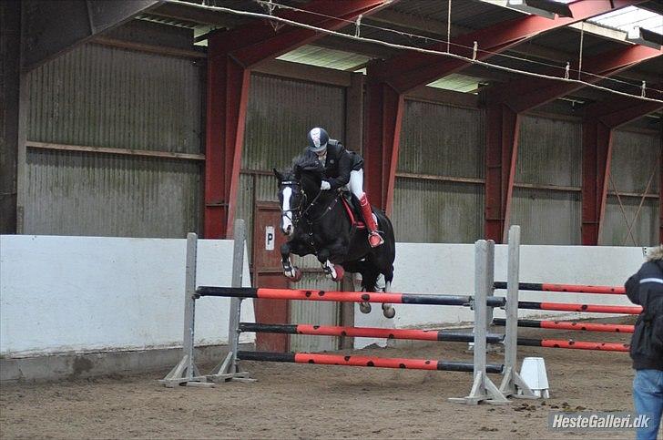 Holstener Prior's Maluta *SOULMATE* R.I.P 15/09/2011 - Fordi du en stjerne hest <3 billede 4