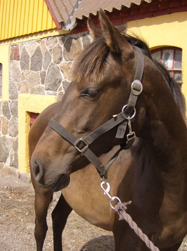 Pura Raza Española Elvira Edoras billede 5