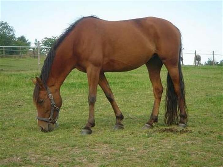 Anden særlig race Luna [SOLGT!] - Smukke Luna . billede 1