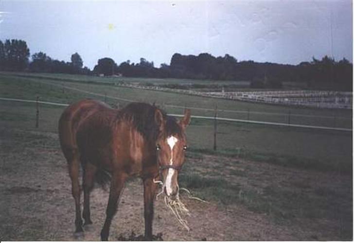 Anden særlig race Luna [SOLGT!] - Mhhh , halm ! billede 2