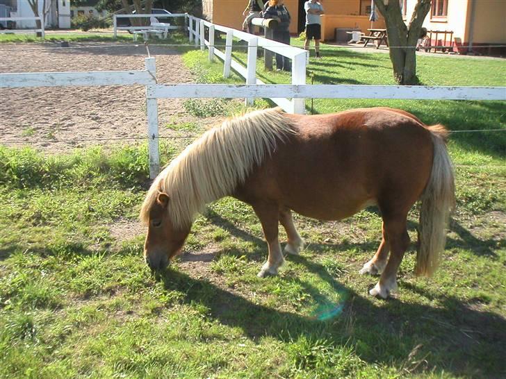 Shetlænder Anelunds Cirkeline billede 3