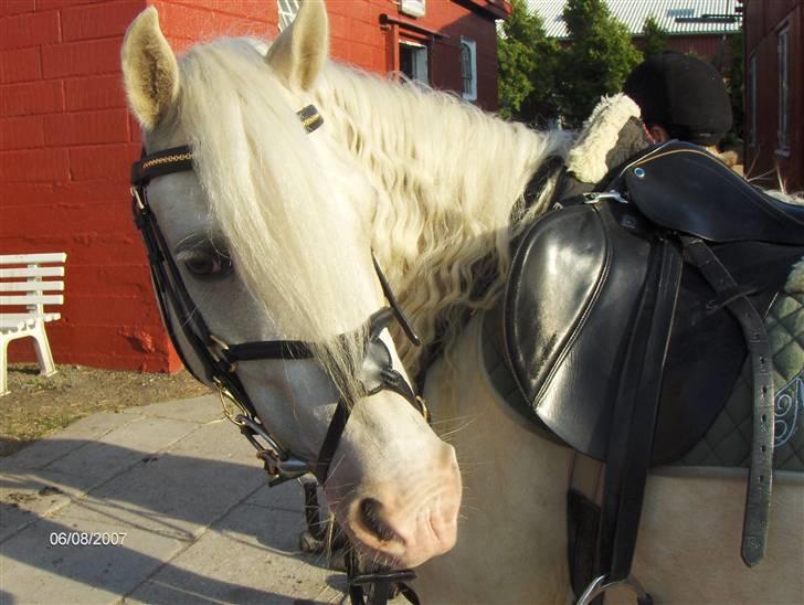 Welsh Pony (sec B) Rosengårdens Nakuma*solgt - Jeg elsker den pony ubeskrivligt ! billede 2