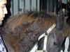Frieser Doro (Hingst) R.I.P