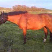 Dansk Varmblod Gladi