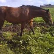 Dansk Varmblod Gladi