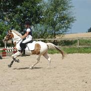 Anden særlig race My Lad (Solgt) :'(