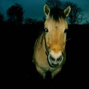 Fjordhest Diana (SOLGT) HVOR ER DU?