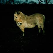 Fjordhest Diana (SOLGT) HVOR ER DU?