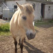 Fjordhest Diana (SOLGT) HVOR ER DU?
