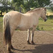 Fjordhest Diana (SOLGT) HVOR ER DU?