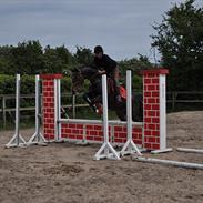 Dansk Varmblod Alberte