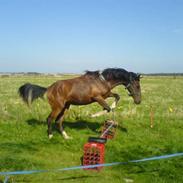 Anden særlig race Skovgaardens Nuqqie solgt