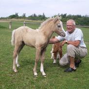 Welsh Pony (sec B) bregneklints melody