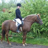 Anden særlig race Pinocchio - død :'(